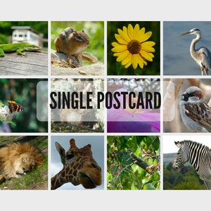 Commande personnalisée | Carte postale unique