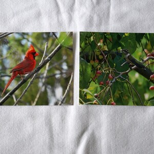 Cardinal and Hummingbird Postcards Set of 10 Variety Pack | Snail mail | Pen pals | Stationery