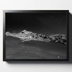 Black and White Small Gator in the Sunlight Photo | Alligator Decor | South Carolina Photography | Nature Photo | Wildlife Photo
