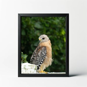 Red Shouldered Hawk Print | Hawk Photo | Hawk Wall Art | Hawk Wall Decor | Bird Print | Bird Decor