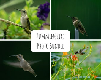 Hummingbird Photo Bundle | Hummingbird Print Bundle