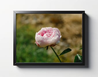 Pink Peony Flower Photo Print | Sunlight Nature Photography