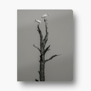 May include: A black and white photograph of a bare tree with three white birds perched on the branches.