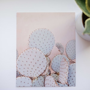 Prickly pear cactus on pink wall desert modern minimalist photo print