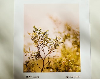 Monsoon Market Creosote Print pustynny nowoczesny styl Matisse'a/Flower Market zdjęcie wydrukowane