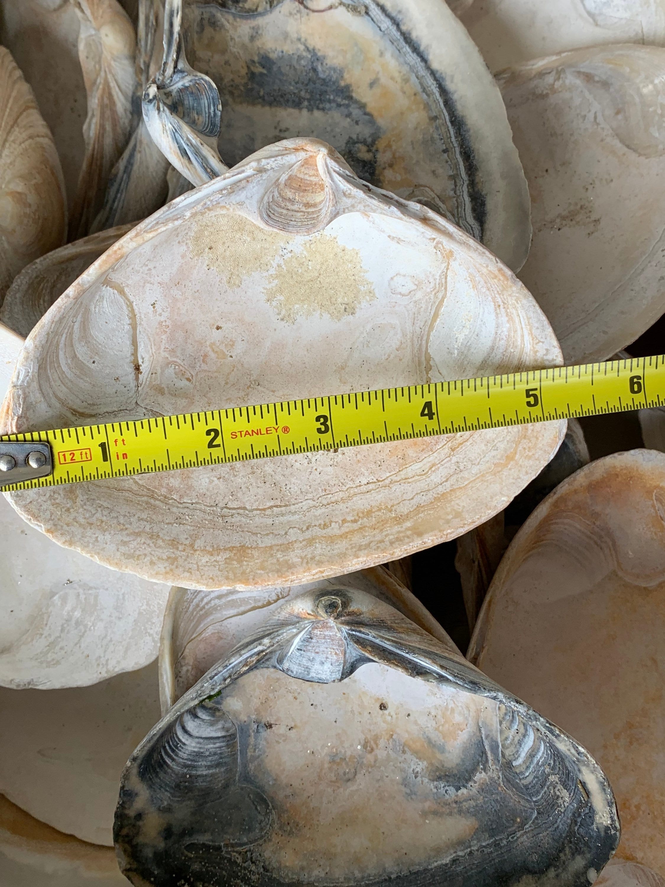 5 Large Jumbo Clam Shells 3