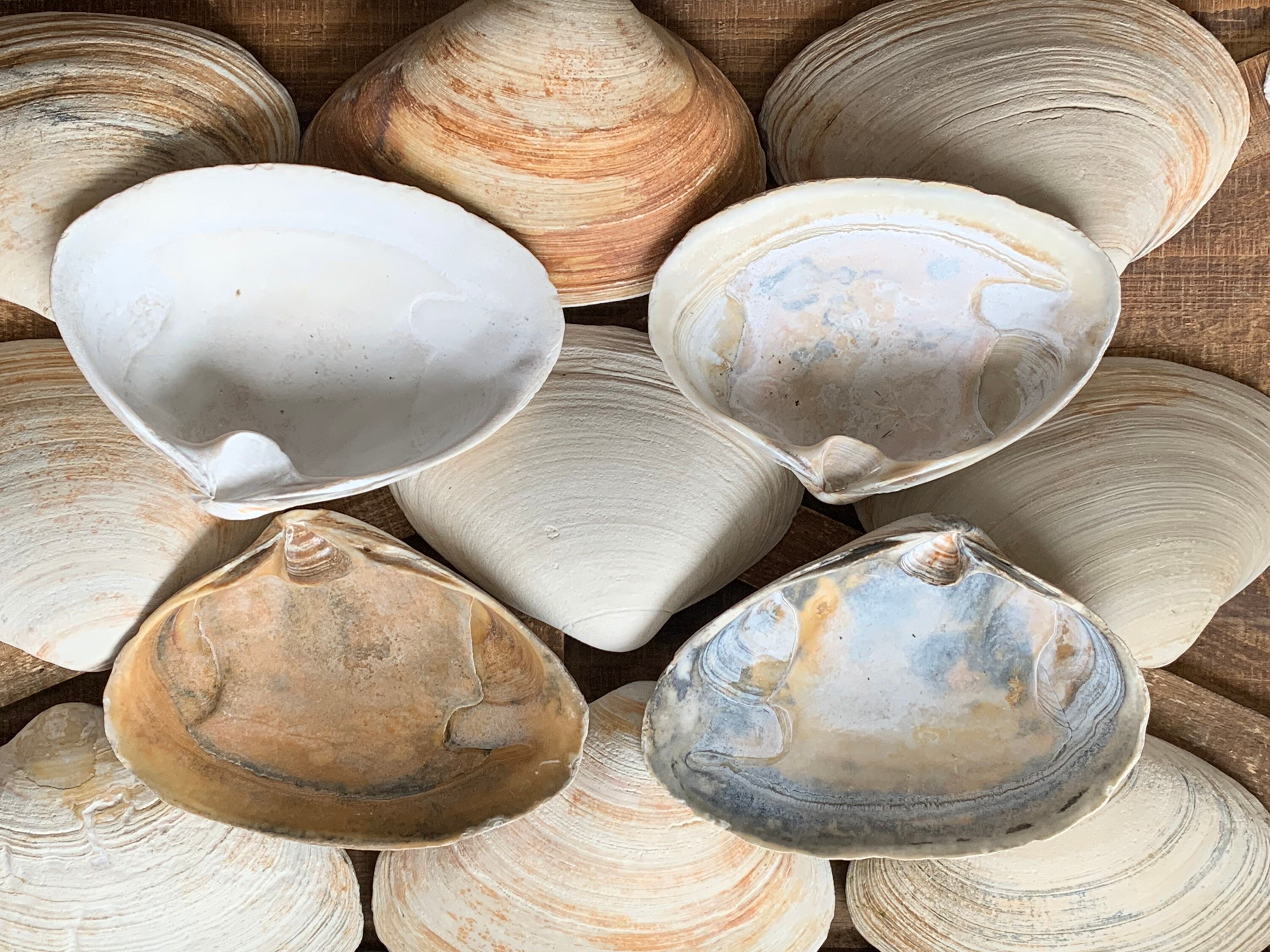 Plain Shell 5 Large Jumbo Clam Shells 3