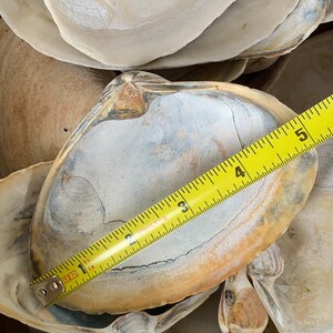 5 Large Jumbo Clam Shells 3