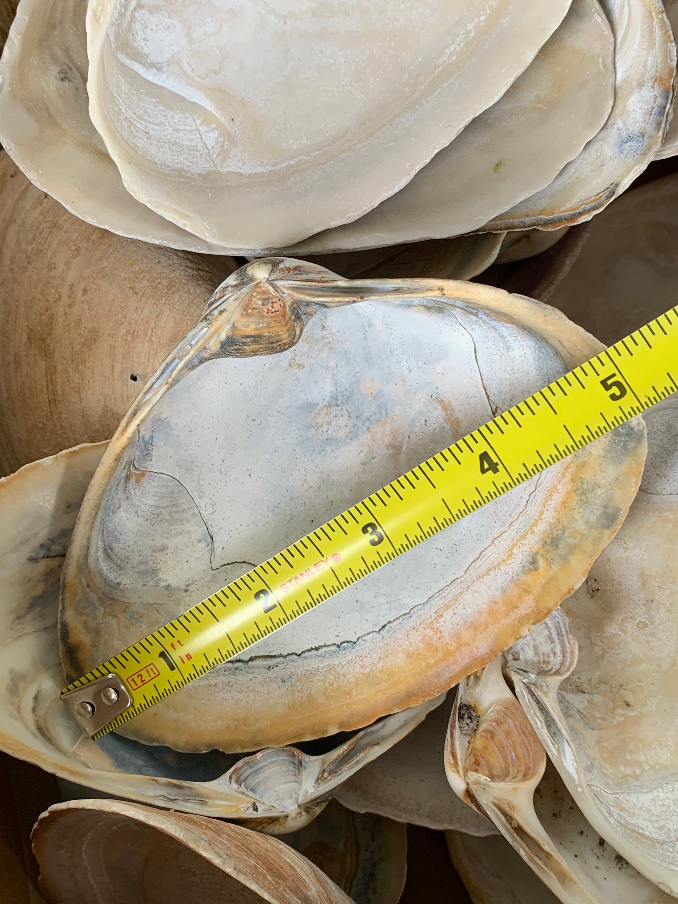 5 Large Jumbo Clam Shells 3