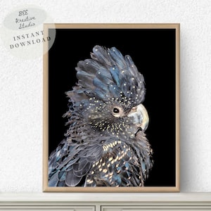 Black Cockatoo Wall Art Print Australian Bird Photography Black Cockatoo Printable Wall Art Australian Wildlife Fine Art Print Parrot Print