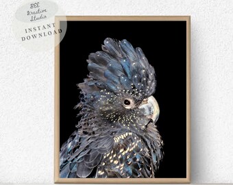 Schwarzer Kakadu - Art Print, australischer Vogel Fotografie (Digital Download)