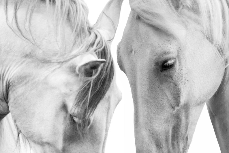 White Horse Print Black and White Horse Wall Art Horses Etsy Australia