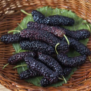 May include: A wicker basket filled with ripe mulberries. The dark purple berries rest on a large green leaf. The basket is woven with brown wicker and is set against a light background.