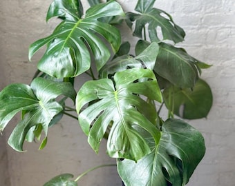 Könnte beinhalten: Eine üppige Monstera-Pflanze mit großen, glänzenden grünen Blättern. Die Blätter weisen charakteristische Spalten und Löcher auf, die eine einzigartige Textur erzeugen. Die Pflanze steht in einem dunklen Topf vor einer weißen Backsteinmauer.