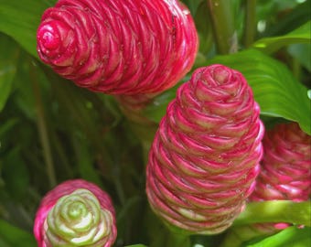 Könnte beinhalten: Nahaufnahme mehrerer roter Ingwerblütenstände mit einem Spiralmuster. Die Blüten sind von grünen Blättern umgeben. Die Blüten haben eine leuchtend rote Farbe mit einem leichten Farbverlauf von Rosa und Weiß.