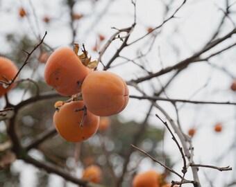 Four (4) Giant Fuyu Persimmon Tree Unrooted Cuttings for Rooting