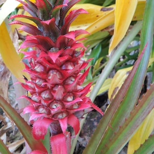May include: A close-up of a vibrant red pineapple plant. The pineapple fruit is a deep red color, with spiky leaves. The plant's leaves are green and red, with yellow leaves in the background. The image is taken outdoors.