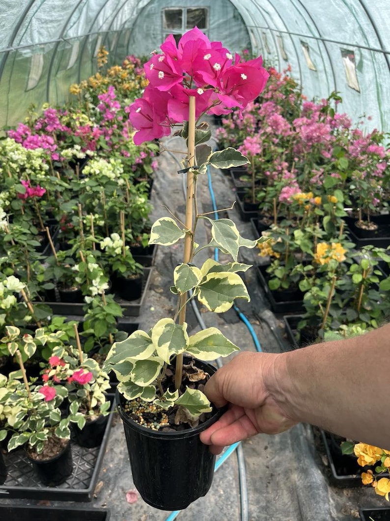 Variegated Raspberry Variegated Raspberry Ice Bougainvillea Plant – Live Tropical Vine ...