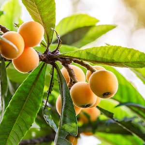 Loquat Tree – Live Starter Plant - Eriobotrya japonica - Sweet Tropical Fruit Tree