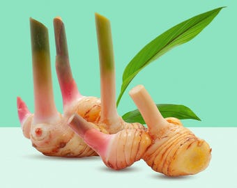 Könnte beinhalten: Nahaufnahme von Galgant-Rhizomen mit grünen Stielen und Blättern. Die Rhizome haben eine hellbraune Farbe mit rosa und roten Akzenten. Der Hintergrund ist helltürkis.