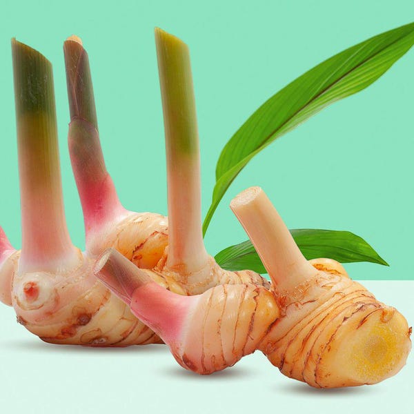 Lesser Galangal: Thai Culinary Ginger - (Alpinia officinarum)