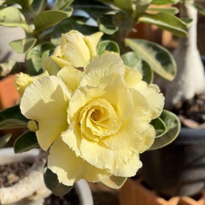 Adenium " single yellow " | Desert Rose Live Plant