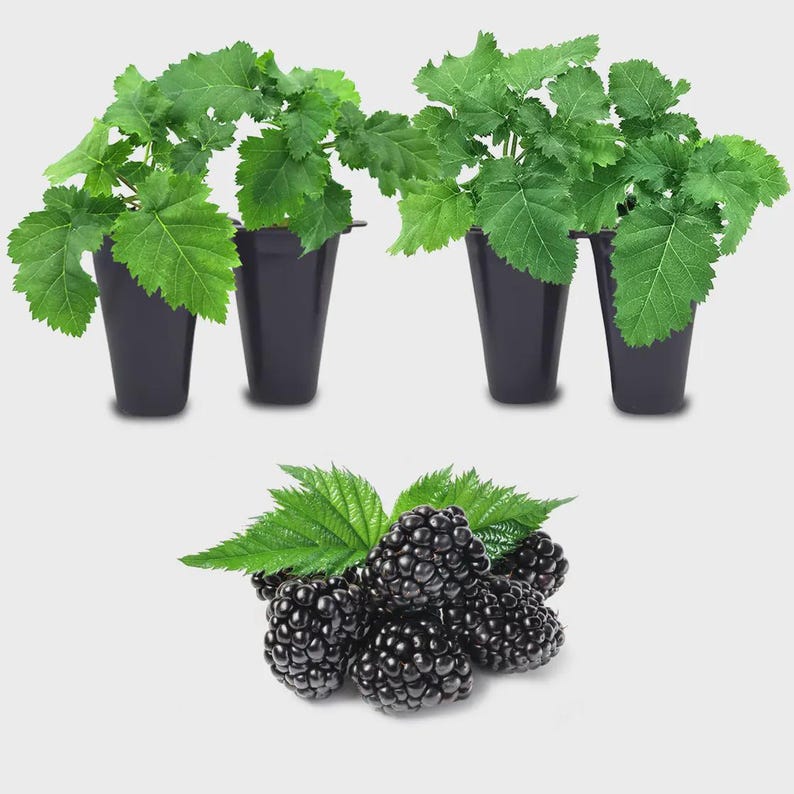 K&ouml;nnte beinhalten: Vier gr&uuml;ne Blattpflanzen in einzelnen schwarzen Kunststofft&ouml;pfen, die in zwei Paaren angeordnet sind, &uuml;ber einer Ansammlung reifer, dunkelvioletter Brombeeren mit mehreren hellgr&uuml;nen Bl&auml;ttern an den Fruchtstielen.