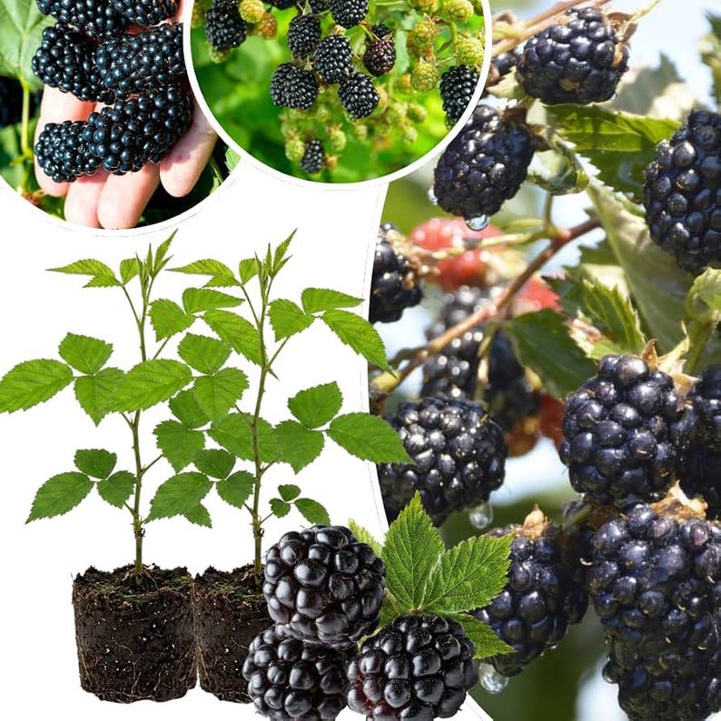 May include: A collage featuring blackberry plants with exposed root balls, clusters of ripe dark purple blackberries on green leafy stems, and a hand holding a bunch of fresh blackberries against a bright, natural outdoor background.