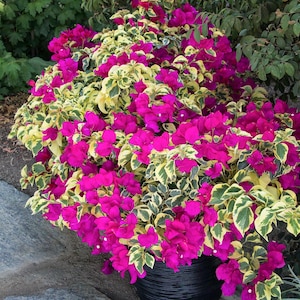 May include: A vibrant bougainvillea plant in a black pot. The plant features bright magenta flowers and variegated green and yellow leaves. The pot has a textured, ridged design, and the plant is surrounded by greenery.
