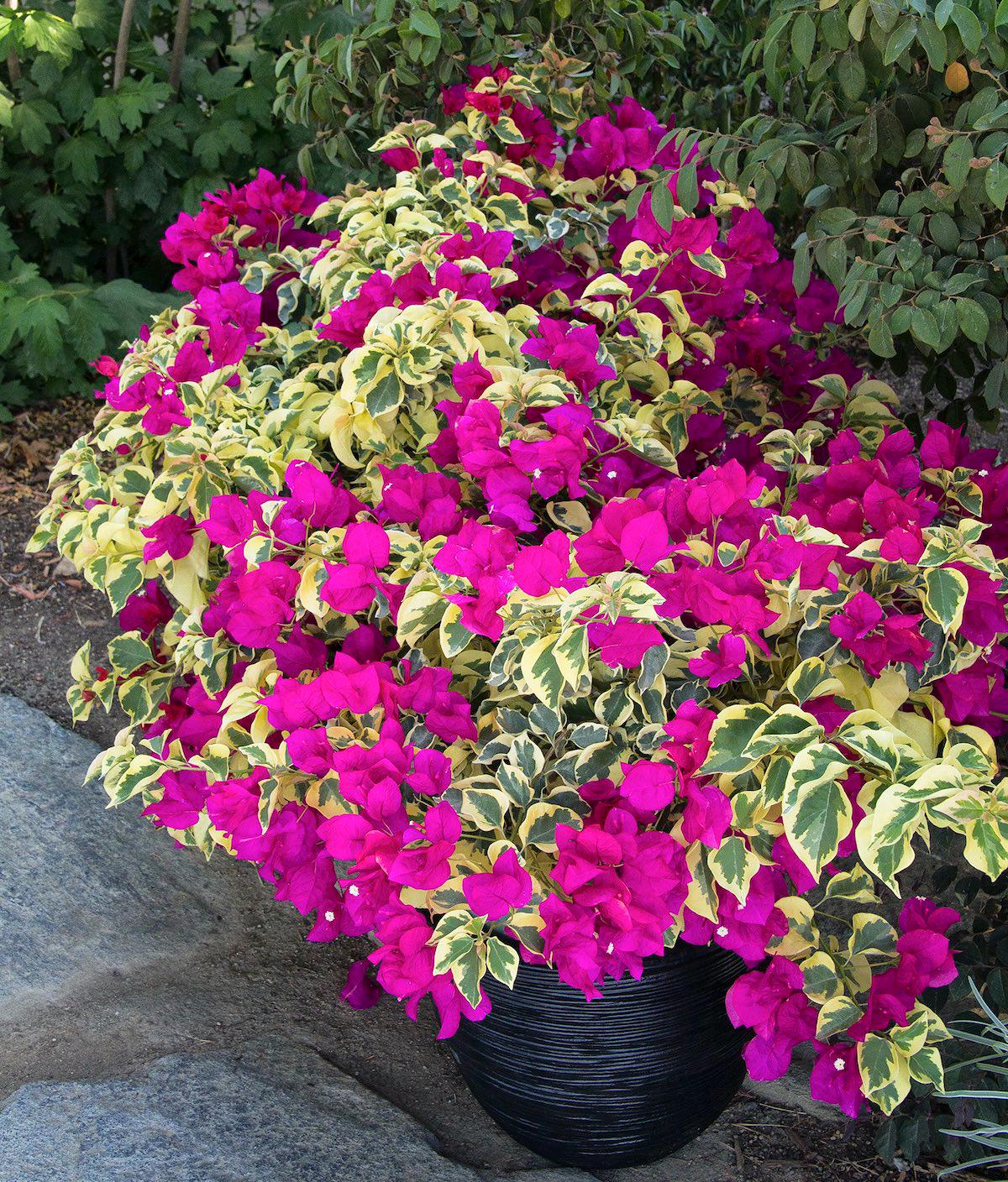 Variegated Raspberry Variegated Raspberry Ice Bougainvillea Plant – Live Tropical Vine ...