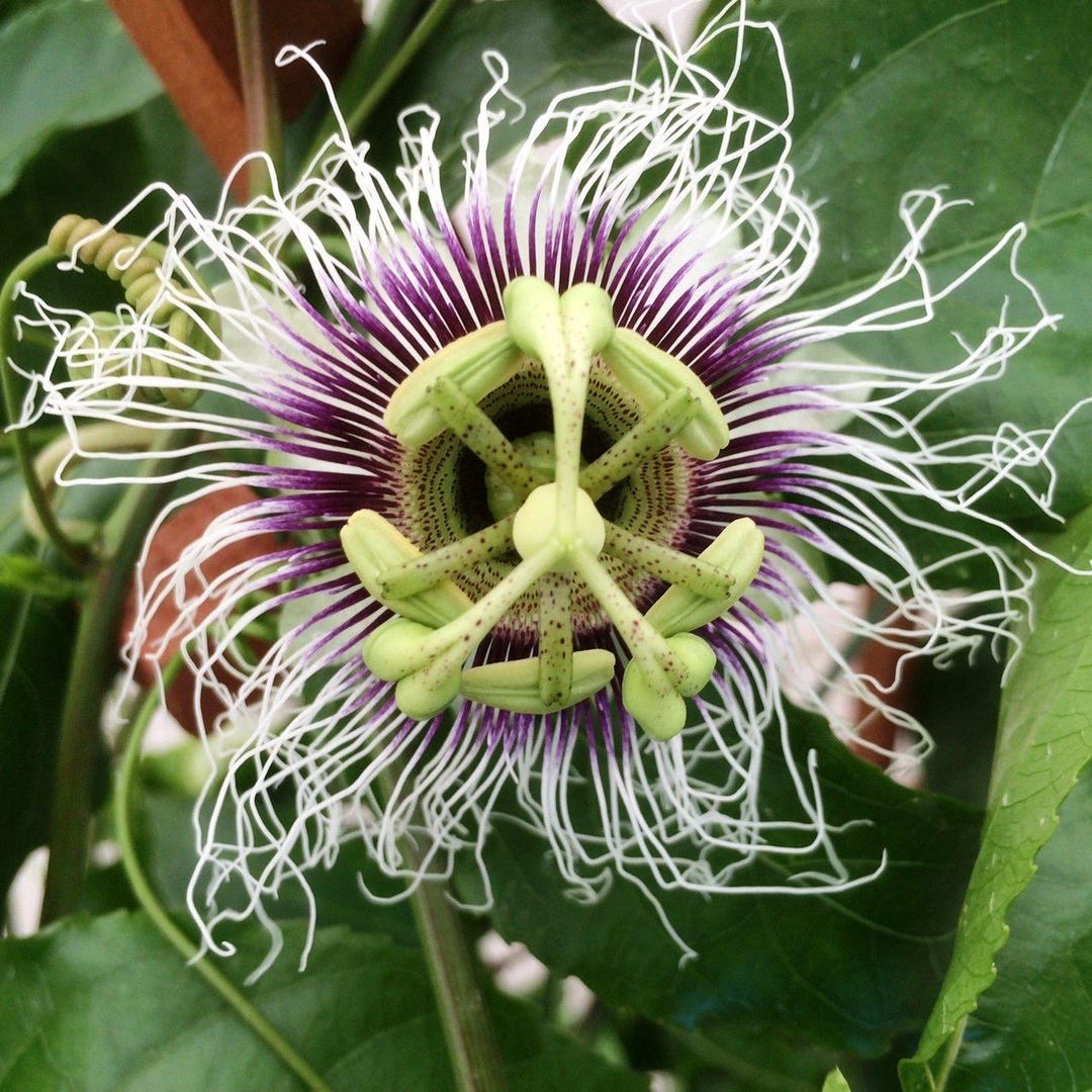 Fascinating Possum Purple Passion Fruit Photos