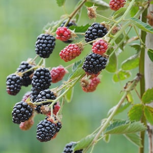 May include: A cluster of blackberries hanging from a green vine, featuring a mix of ripe, dark black berries and unripe, reddish-pink berries. The fruit is textured with small, rounded drupelets, attached to thin, light green stems with serrated leaves.