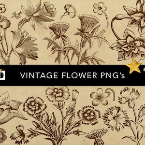 Vintage Flower Illustration Clip Art |  Transparent PNG Pack | Print Making