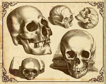 Vintage Anatomy Skull Clipart | Gothic Medical Engravings (PNG Digital Download)
