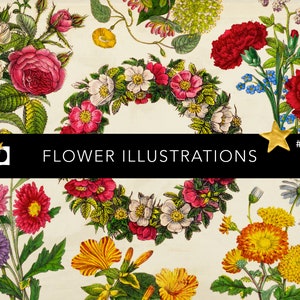 Antique Flower Bouquet Illustrations | Old Floral Pictures