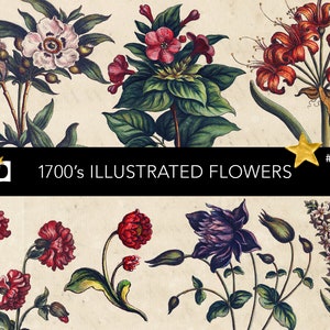 Old Flower Illustrations | Old Floral Pictures 1700&#39;s