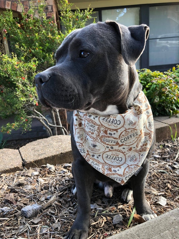 Are Coffee Beans Bad For Dogs