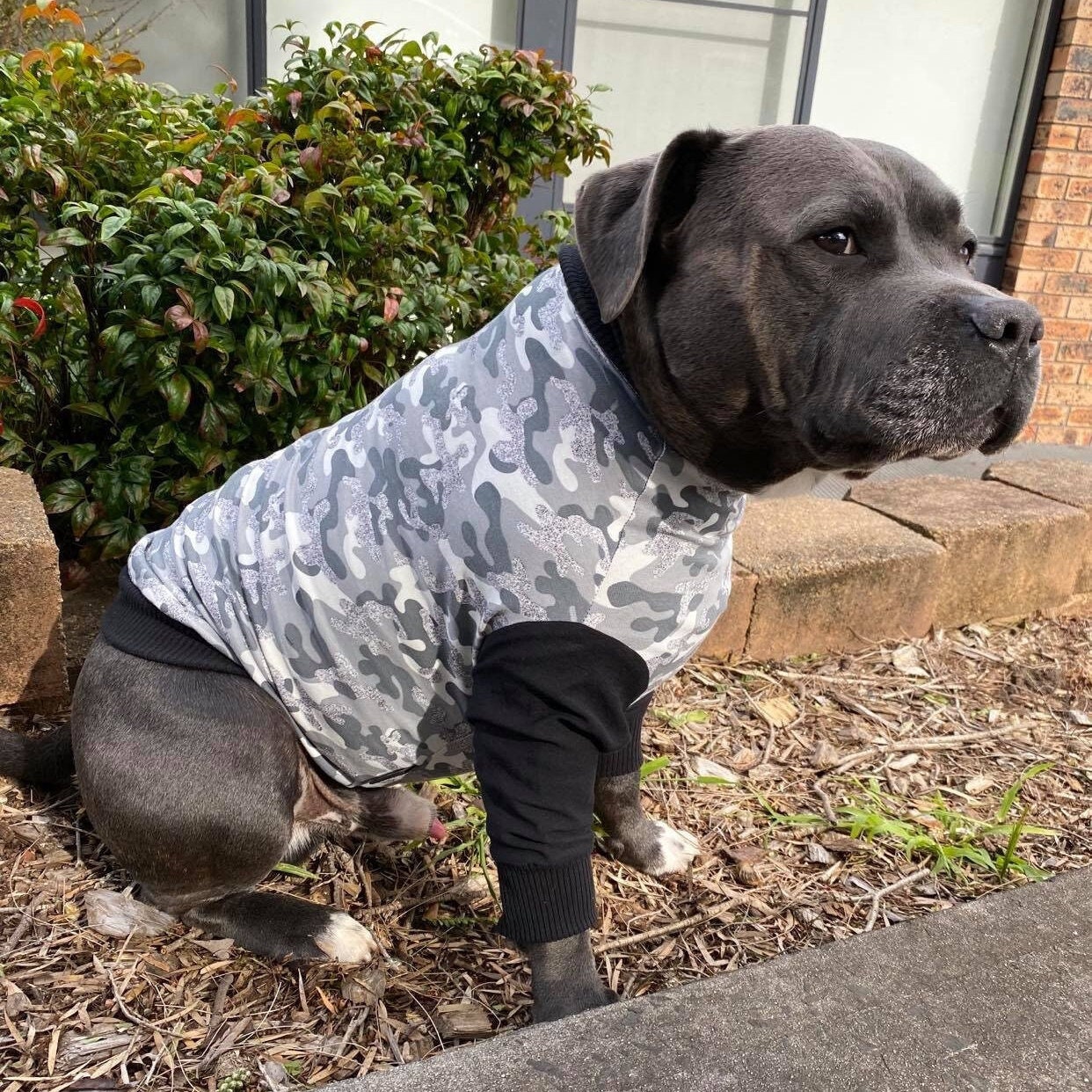 camo dog apparel