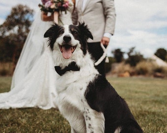 WEDDING BLACK TIE Dog Bow Tie, Black Dog Bow Tie, Wedding Dog Bow Tie, Over The Collar Bow Tie, Wiggle Wagz n Kaz