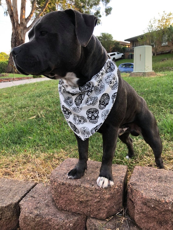 orange mackerel tabby cat