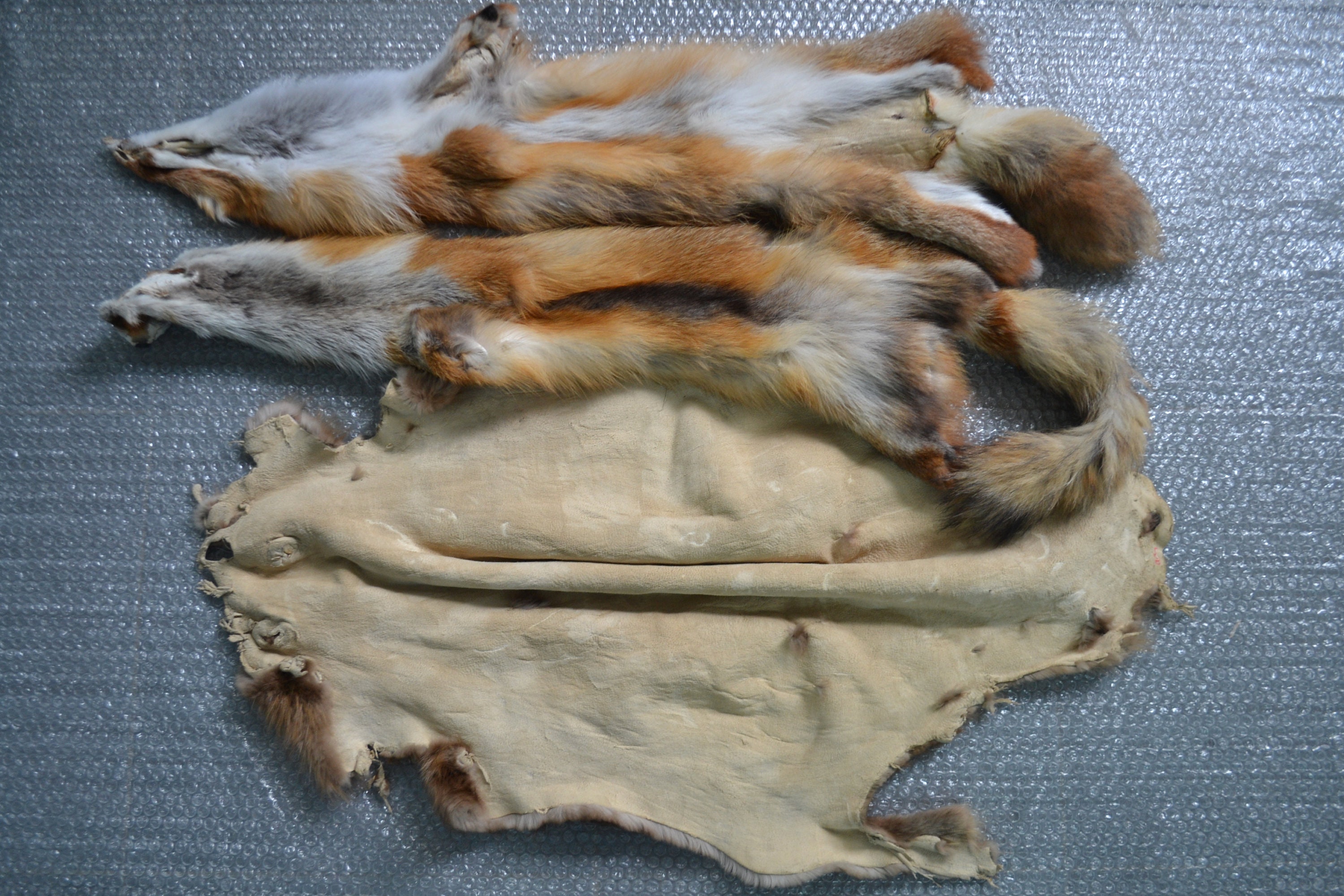 1PC Beaver Pelt Tanned Beaver Skin Taxidermy 2PC European red Etsy
