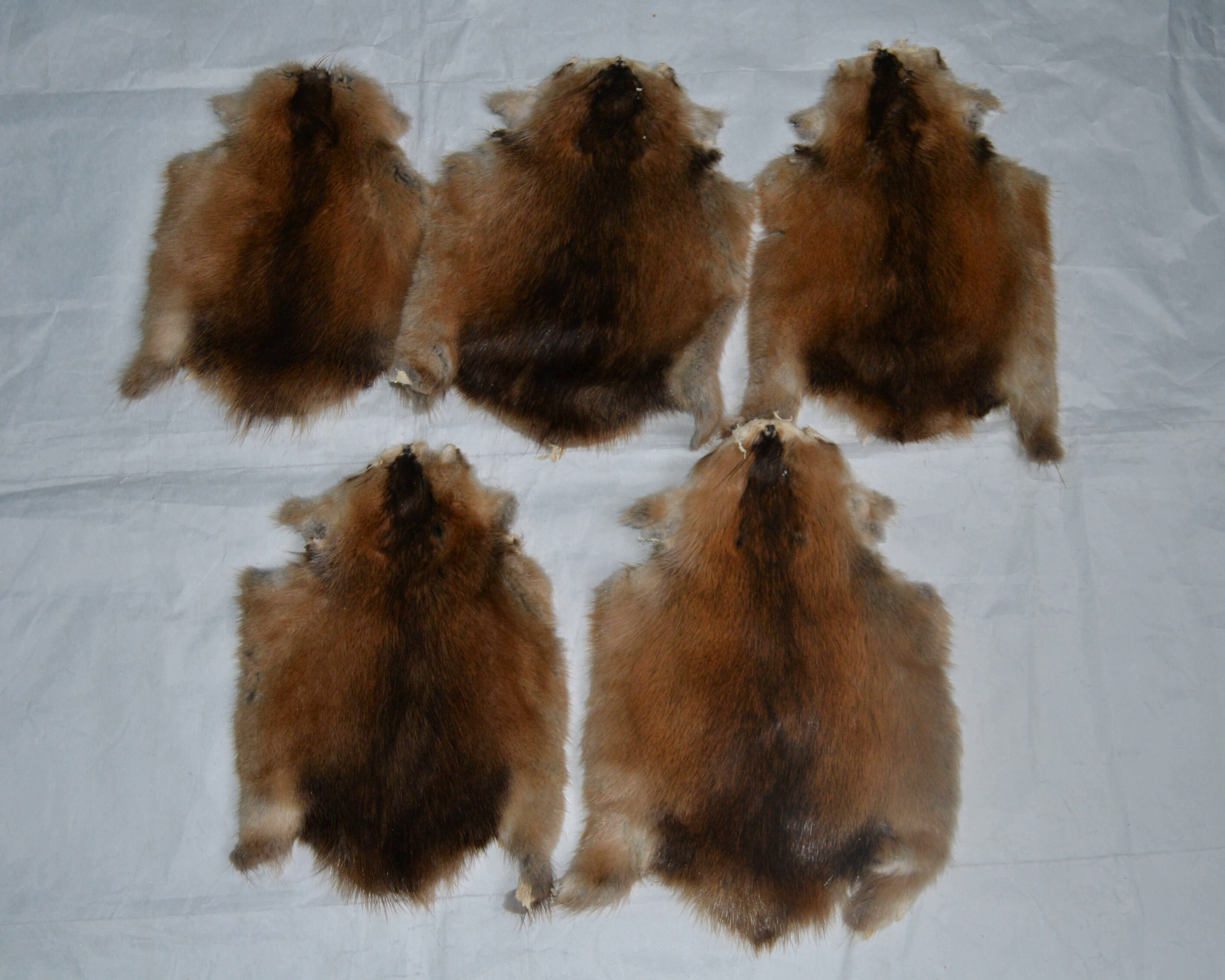 5 pcs muskrat skin brown Naturally fur tanned Hides Pelts Etsy