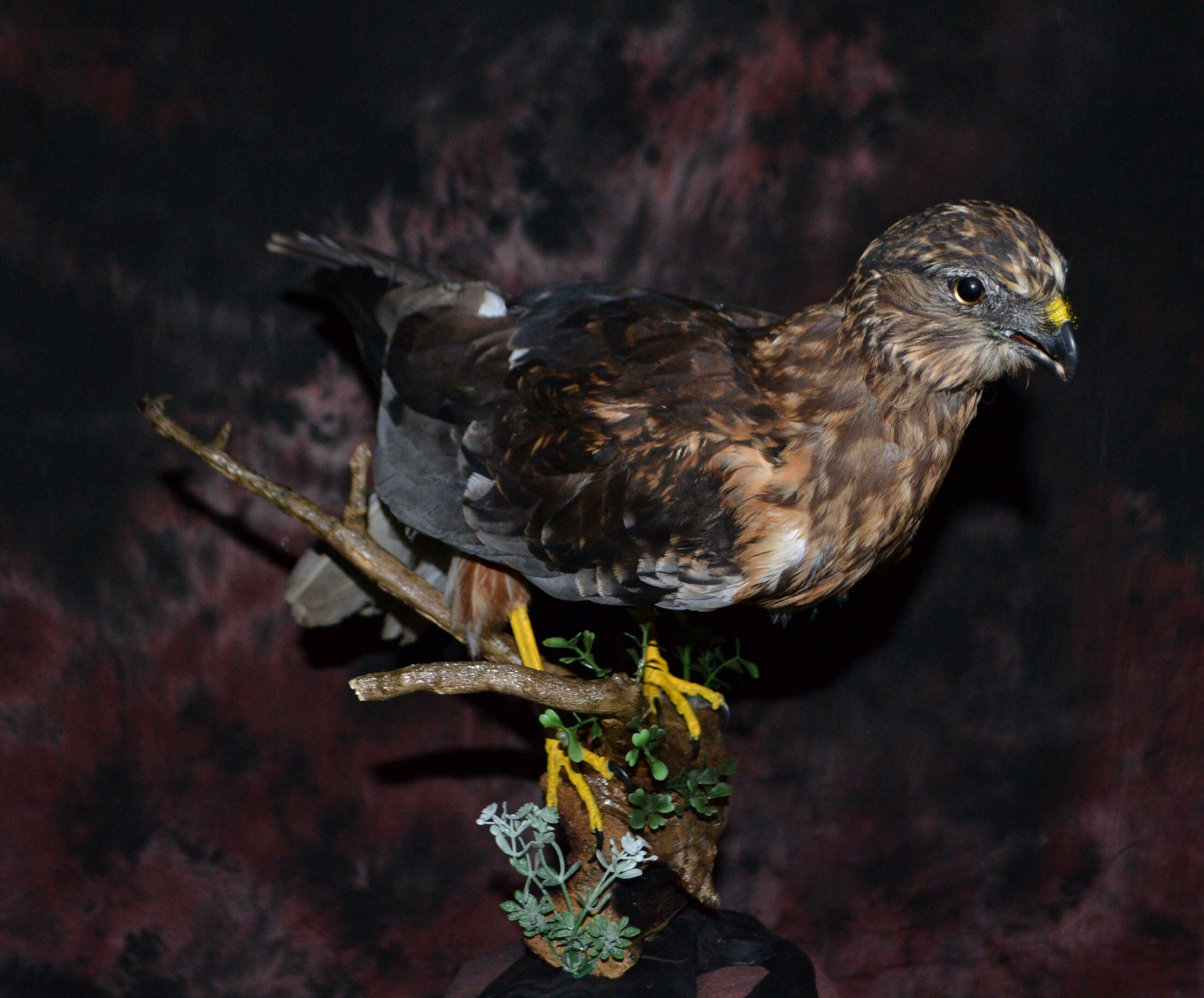 Taxidermy hawk Bird of prey Real Stuffed hawk family Etsy