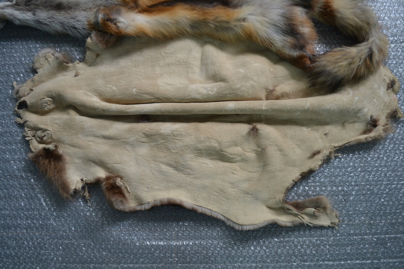 1PC Beaver Pelt Tanned Beaver Skin Taxidermy 2PC European red Etsy