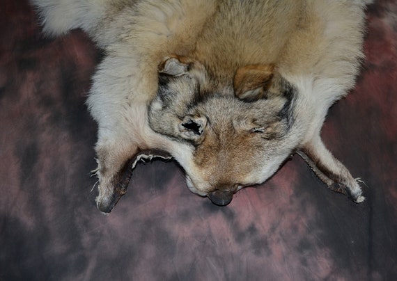real stuffed wolf