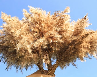 Natural Pampass Grass Bouquet Decorations, Dried Reed Grass, 10 PSC Dry Flowers Arrangement