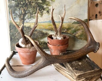 Geweih Dekoration Etsy