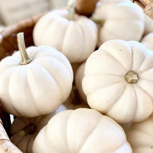 Baby Boo Pumpkin white