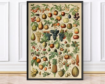 Adolphe Millot Fruits - Vintage Fruit Poster, Framed Print or Digital Download