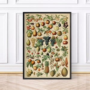 Adolphe Millot Fruits - Vintage Fruit Poster, Framed Print or Digital Download